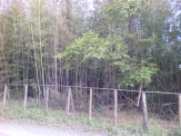 竹林。手前に木の柵がある。